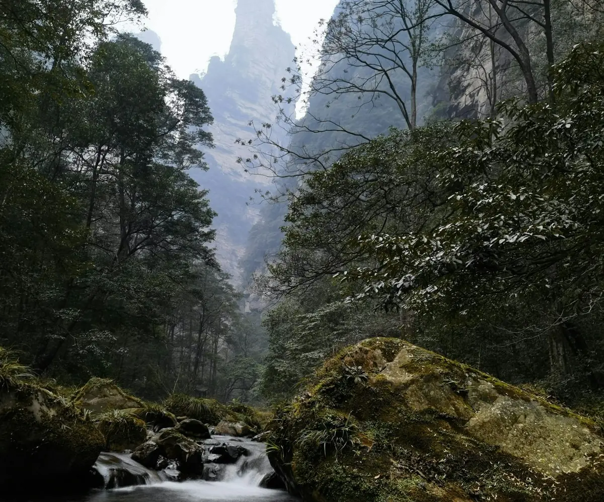 Arroyo del Látigo Dorado